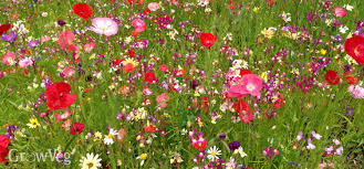 Simply shop from our new best selling flowers catalogue, featuring great products, fantastic pricing and fast, same day best selling flowers for delivery. Growing Wildflowers For Bees And Butterflies
