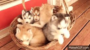 You could really see the dogs' excitement and love of running. Top 10 Cutest Husky Puppy Videos Of All Time On Make A Gif