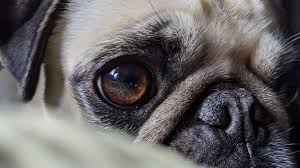 dog eye ulcer causes symptoms and