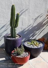 Succulent Garden Design Essentials From