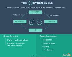 Oxygen Cycle Steps And Facts Gifographic For Kids Mocomi