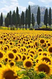 Tuscan Sunflower Field Italy
