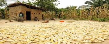 Image result for kenyan maize farmers