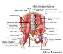 Your experience can vary and may involve Hip Pain Information Sinew Therapeutics