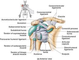 Related online courses on physioplus. Shoulder Joint Anatomy Physiology Movement Exercise