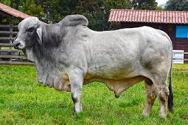 It's those cows with the big floppy ears and that big ole hump on their back. Brahman Cattle Salivestock