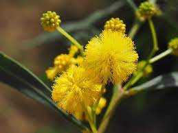 national flower of australia