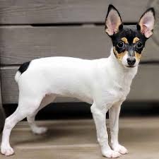 It makes an excellent watchdog due to its alert nature. Toy Fox Terrier Puppies For Sale Troy