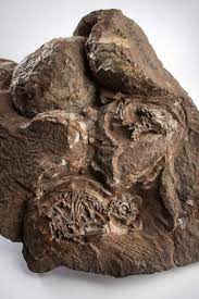 inside Fossilized Dinosaur Eggs ...