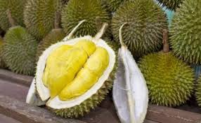 Pembenihan pada durian montong dilakukan agar tunas yang tumbuh kuat dan mempunyai daya tahan yang tinggi. Tips Menanam Durian Montong Supaya Cepat Berbuah Halaman 1 Kompasiana Com