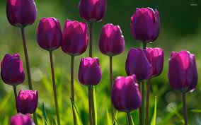 Purple tulips wallpaper - Flower ...