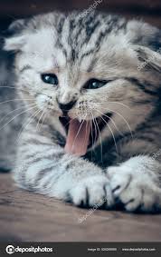 mad cute kitten hissing stock photo