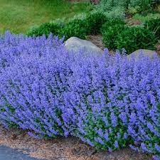(perennial salvia) improvement over 'may night'; Spring Hill Nurseries 1 Pack In Bareroot Purrsian Blue Catmint In The Perennials Department At Lowes Com