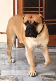 Boxer puppies are available for sale in delhi/ncr. Buy Kci Registered Puppies From Verified Dog Breeders In India