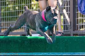 Dog Star Of The Month Reina The Cane Corso American Kennel Club