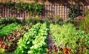 How To Start Your Own Veggie Garden