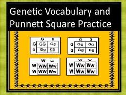The diagram is used by biologists to determine the probability of an offspring having a particular genotype.the punnett square is a tabular summary of possible combinations of maternal alleles with paternal. Genetics Vocabulary And Punnett Square Practice Activity Is A Good Intro Review Punnett Squares Life Science Middle School Vocabulary
