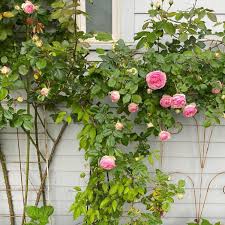 8 climbing roses that 039 ll make your