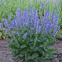 If your clay soil is very dense, amend it with compost or humus to improve the drainage. 10 Perennials For Clay Soil Clay Tolerant Plants Proven Winners