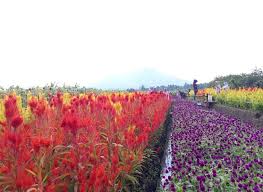 Taman bunga kampung jambu ini bisa memperkaya daftar tujuan wisatamu di pandeglang. Menikmati Hamparan Pelangi Bunga Dan Kokohnya Gunung Di Pandeglang Brisik Id