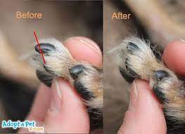 how to trim your dog s nails adopt a pet