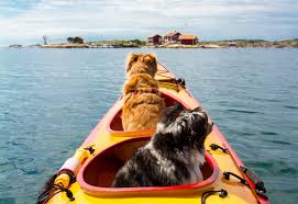 pet friendly things to do in boothbay