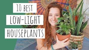 10 Low Light Houseplants Plants That Do Well With Dark Rooms Alexis Gulas Youtube