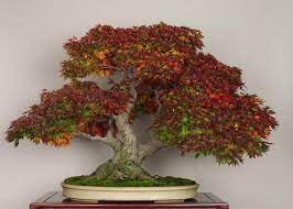 care guide for the anese maple