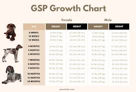 german shorthaired pointer growth chart