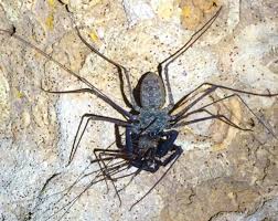 Uroctonus mordax, a light morph. Cannibal Battles Whip Scorpion Turf Wars Can Be Deadly Predator Vs Prey Earth Touch News