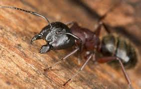 how to easily get rid of carpenter ants
