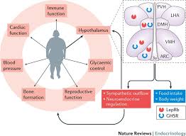 the cellular and molecular bases of leptin and ghrelin resistance in obesity nature reviews endocrinology