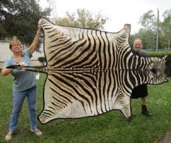 zebra skin zebra hide rugs