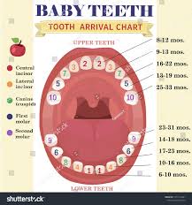 Tooth Arrival Chart Infographic Temporary Teeth Stock Vector