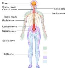 The nervous system maintains internal order within the body by coordinating the activities of muscles and organs, receives input from sense organs, trigger reactions, generating learning and. Nervous System 2 Period Group 3