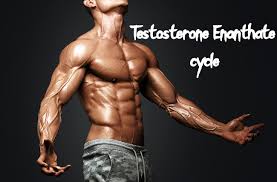 testosterone enant dosage cycle