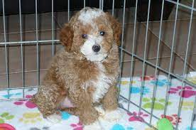 poodle puppies puppies in