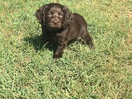 Hunting ducks in the morning, pheasants in the afternoon, then hanging out in. Boykin Spaniel Puppies