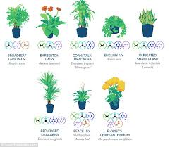 Prescribe Yourself A Houseplant Infographic Reveals Which