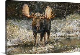 September Moose Wall Art Canvas Prints