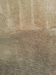 carpet cleaning with no residue denver