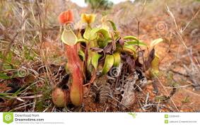 Pitcher plants are perennials that thrive in full sun with ample water, and they do best in acid soil. Nepenthes Pitcher Flower Tropical Plant Growing In Wild Nature Stock Footage Video Of Flora Grow 53266406