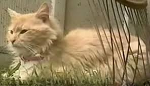 Cats have the uncanny ability to surprise and delight. A Cat Was Acting Suspiciously Stealing Puppies Her Reason Why Puzzled Everyone The Kitten Cat Post
