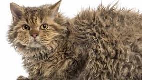 what-breed-is-a-curly-cat
