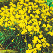 golden bells carpet daffodil breck s
