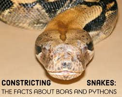 14 species of boas and pythons amazing