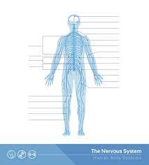 Creately diagrams can be exported and added to word, ppt (powerpoint), excel, visio or any other document. Human Nervous System Structure And Functions Explained With Diagrams Bodytomy