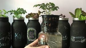 grow an herb garden in a mason jar