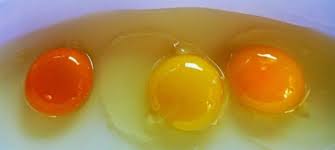 Hasil gambar untuk putih dan kuning telur