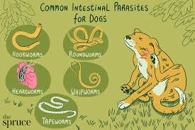 common worms and intestinal parasites